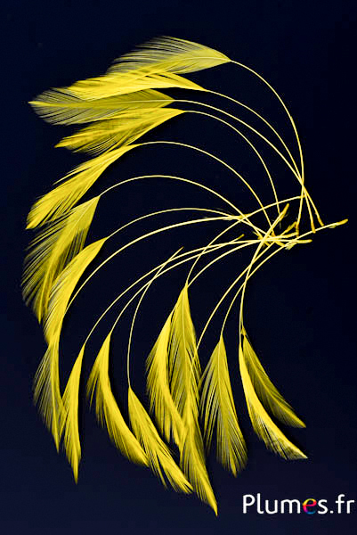 Coq filant - 10-15 cm - jaune